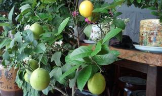 6年柠檬树怎么重新修枝